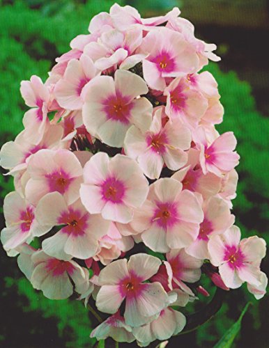 Hoher Phlox paniculata Bright Eyes Flammenblume'1 Wurzelstück' Winterhart Staude