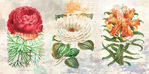 Posterazzi Hortus Botanicus 2.0 Poster Print by Eric Chestier, (10 x 20)