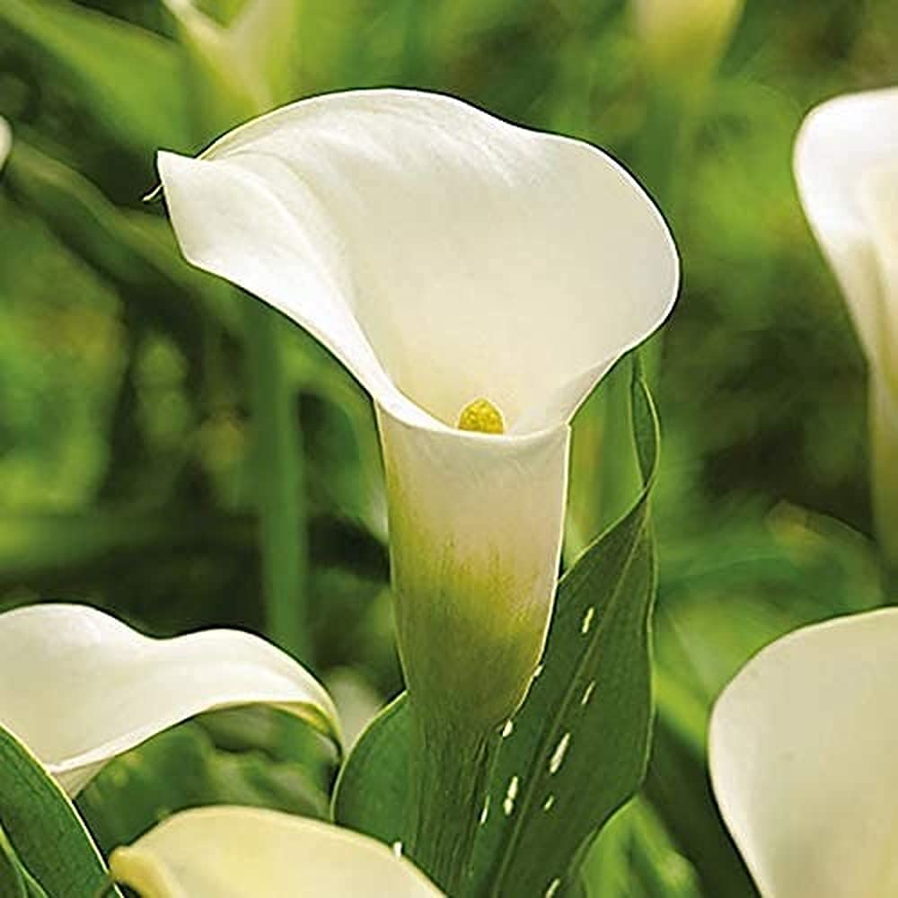 3pcs Witte Calla Lelie Bollen Ingemaakte Calla Bollen Heirloom Bloembollen Hoge Sierwaarde Geliefd bij Familie Gemakkelijk te Verzorgen