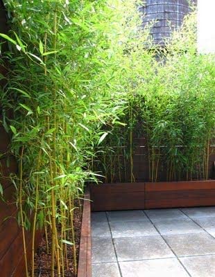Growing Plants Live Plant Bamboo Desi Bamboo Green Outdoor Gardening Live Plant Leaves Garden Plant(1 Healthy Live Plant) With Black Plastic Pot (B0CGX2LQMB) Amazon Price History, Amazon Price Tracker