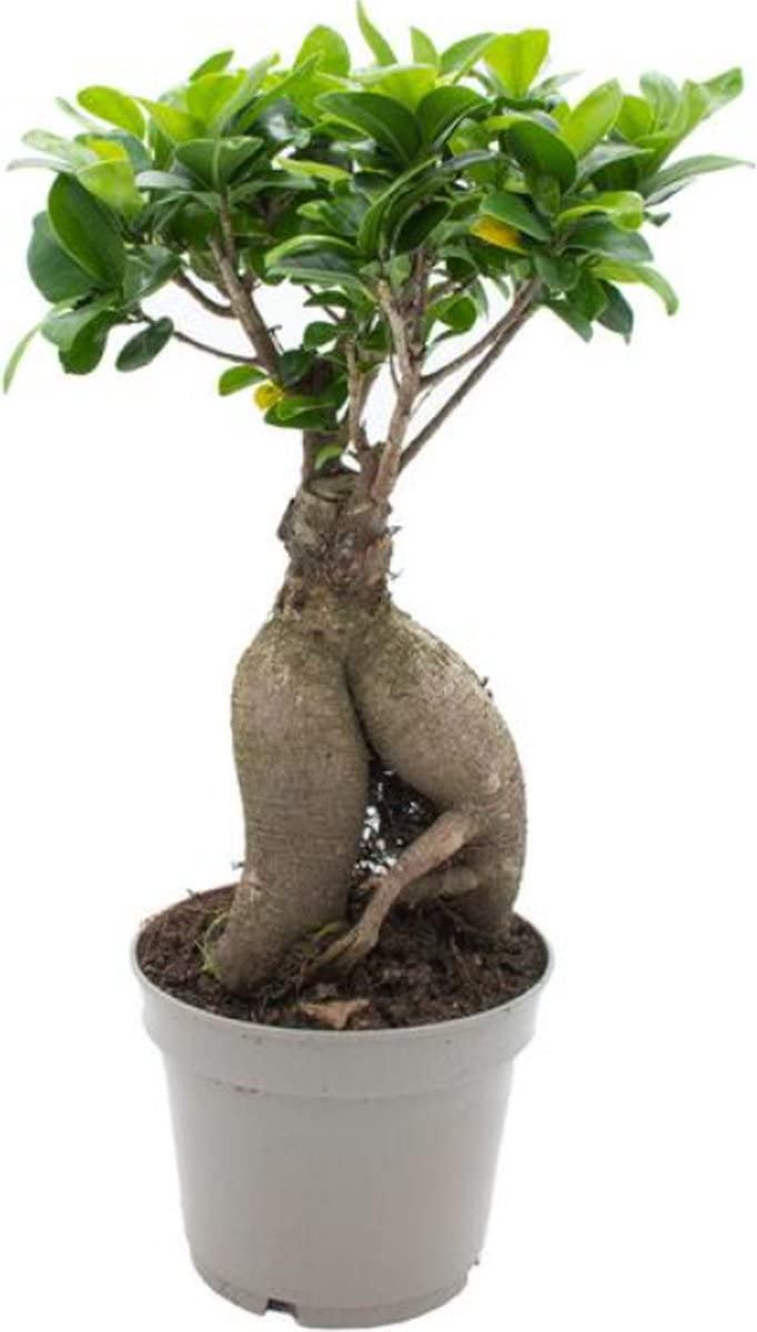 DECOALIVE Mini Ficus Ginseng Planta Natural para Generar un Bonsái en Casa
