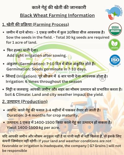 Image of Organic Black Wheat Grains Seeds (10Kgs) | Kale Gehu Ka Seeds | For Farming, Sowing & Agriculture Use | Produce of India | 100% Natural & Non-GMO | By G7 Grains