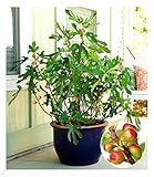 Baldur-Garten Mini Feigenbaum Little Miss Figgy, 1 Pflanze, für windgeschützen Standort, Naschgarten, winterhart, trockenresistent, blühend, Ficus carica