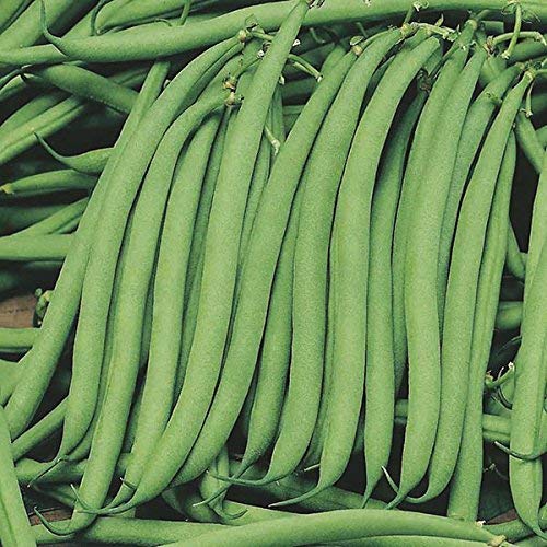 Image of LIVE GREEN French Beans Organic F1 Hybrid Seeds (LG-SSED120)