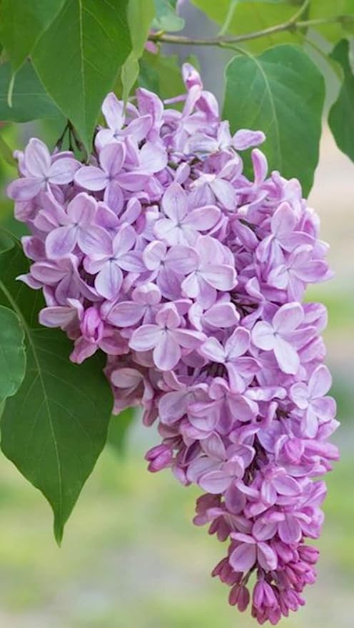 35+ Seeds- Exotic Purple Lilac Bush Seeds For Home Garden- Grow In