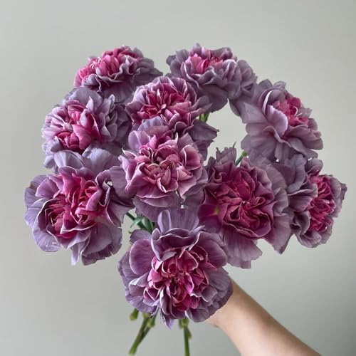 semi di garofano - resistenti giardino biologici esotiche selvatici 600pcs