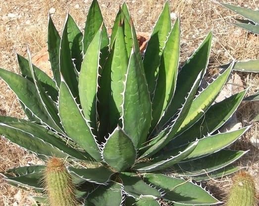 Amazon.co.jp: 種子アガべ ガルシアメンドーサ Agave garciae-mendozae