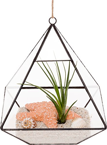 Mindful Design Glass Terrarium - Geometric Diamond Desktop Garden Planter (Black)