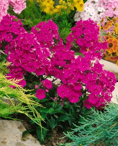 Phlox paniculata 'Kirchenfürst' 11x11 cm Topf – Winterhart, Mehrjährig, Pflegeleicht – Hoher Sommerphlox – Staude für Beet & Rabatte