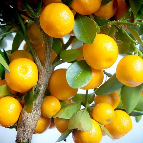 60 graines de fruits frais de calamondin