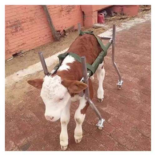 Carro para pantorrillas Silla de ruedas para terneros Ajustable, Granja Acero inoxidable Bipedestador asistido para terneros con ruedas móviles, para ayudar a Recién nacidos, Débiles, Terneros lesiona