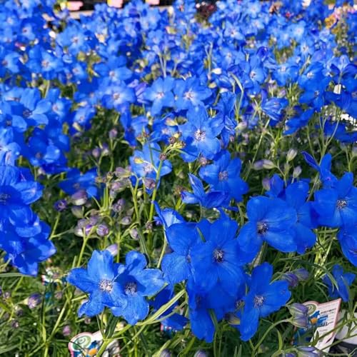 semillas de delphinium, otoño resistentes Consolida ajacis, raras balcón resistentes al aire libre semillas aptas para las abejas Decoración jardín 65pcs
