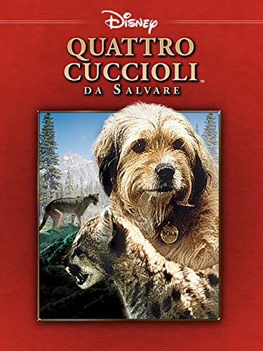  Quattro Cuccioli Da Salvare