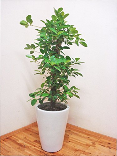 픫dẲKW} /80cmOi8j