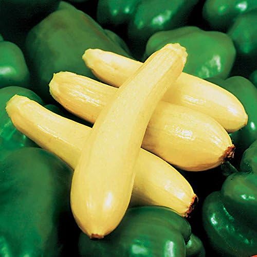 Park Seed Semillas de calabaza híbridas Enterprise, paquete de 20 semillas