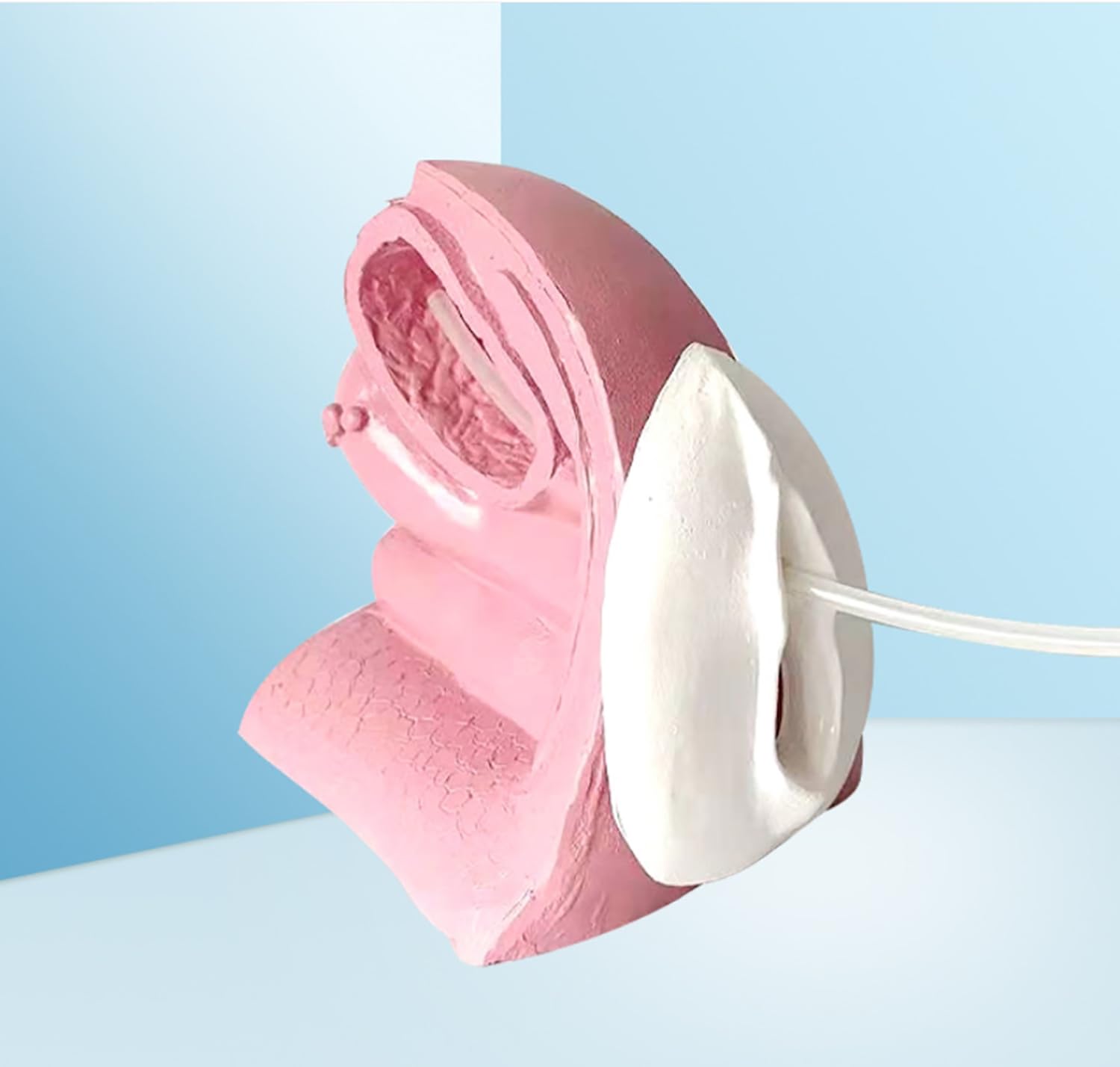 Modello Di Cateterismo Femminile O Maschile, Simulatore Di Modello Di Contraccezione Con Base Antiscivolo, Design Ad Alta Simulazione E Chiara Struttura, Per L'insegnamento Della Pianificazione