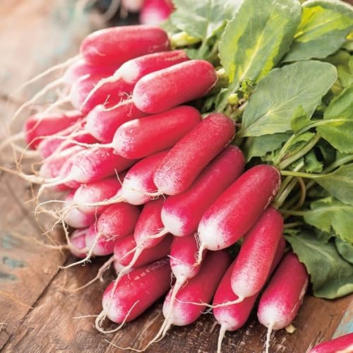 7 Types Radish Seeds Pack for Planting -900+ Including Cherry Belle, Watermelon Radish, Purple Plum and Daikon Individually Packed, Red Radish, Mixed Radish Seeds for Home Outdoor - Thumbnail 5