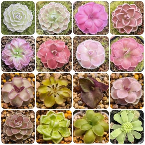 Fettkraut, Pinguicula vulgaris, luftreinigende zimmerpflanzen Fleischfressende, exotische büropflanzen 150Samen