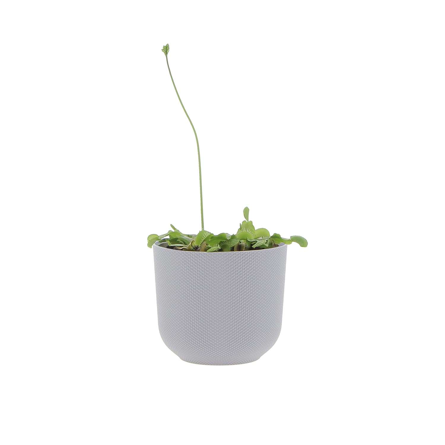 KENTIS - Dionaea Muscipula - Venere Acchiappamosche - Pianta Carnivora Vera Mangia Insetti - Piante Antizanzare da Esterno - Vaso Ø 12 cm