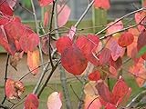 Green Future Pflanzenhandel Kuchenbaum Cercidiphyllum japonicum Pflanze 5-10cm Lebkuchenbaum Katsurabaum