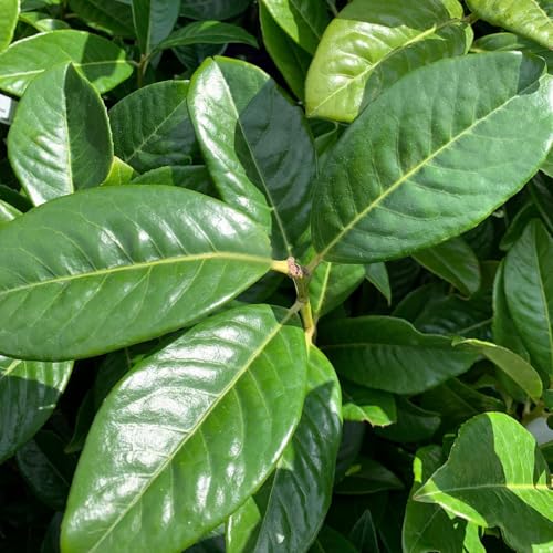 Lauroceraso Prunus laurocerasus pianta da siepe in vaso ø24 cm h. 120/150 cm Vivaio di Castelletto