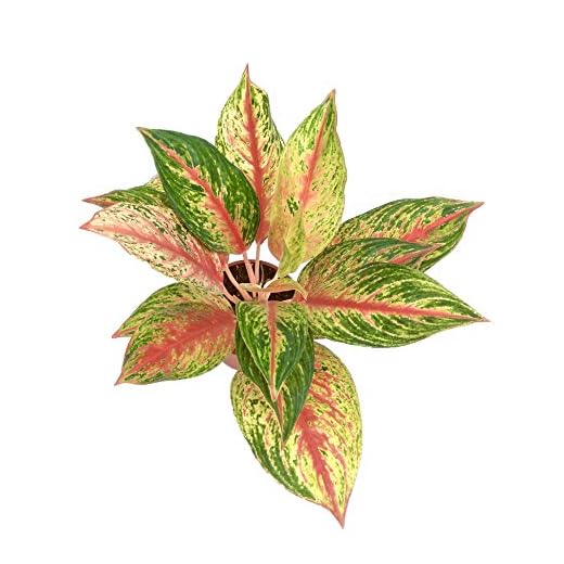Root Bridges Indoor Orange Aglaonema Plant (Pot Included)