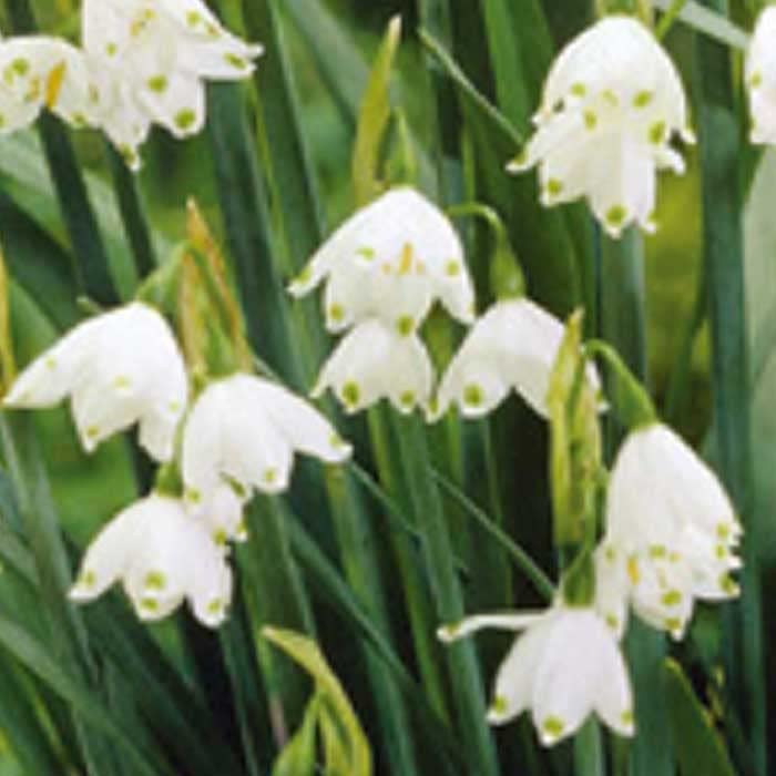 Amazon.co.jp: すずらん咲き 水仙 球根 4球 スノーフレーク 植えっ