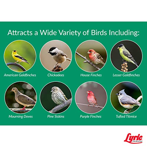 Lyric Nyjer Seed Wild Bird Seed Finch Food - Attracts Goldfinches