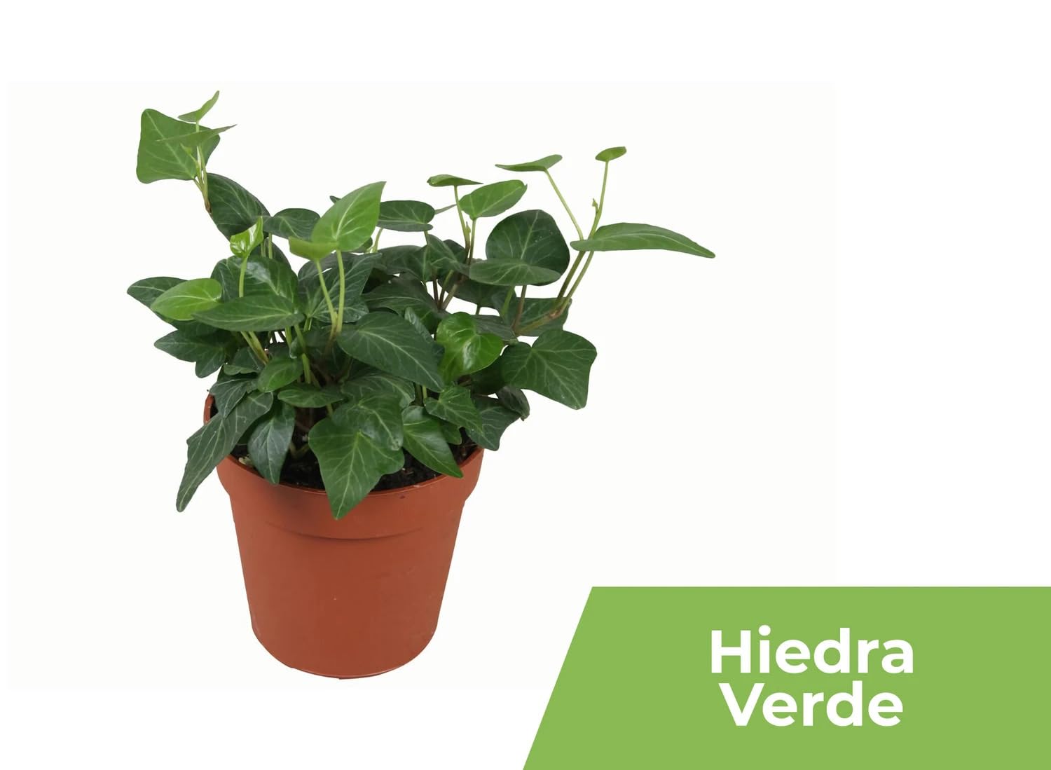 Garden Center shop | Pack ahorro 10 Plantas de Interior Variadas |Purificadoras de Aire | Decorativas y de Bajo Mantenimiento | Ideal para Hogar u Oficina | Plantas Naturales Vivas