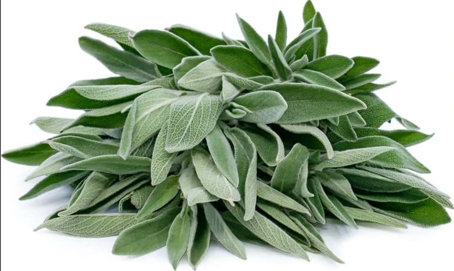 AllThatGrows Sage Herb Seeds for Kitchen Garden - 300 Seeds