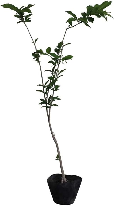 Amazon 相馬グリーン マユミ 樹高50 80cm前後 1ポット 檀 ヤマニシキギ 植木