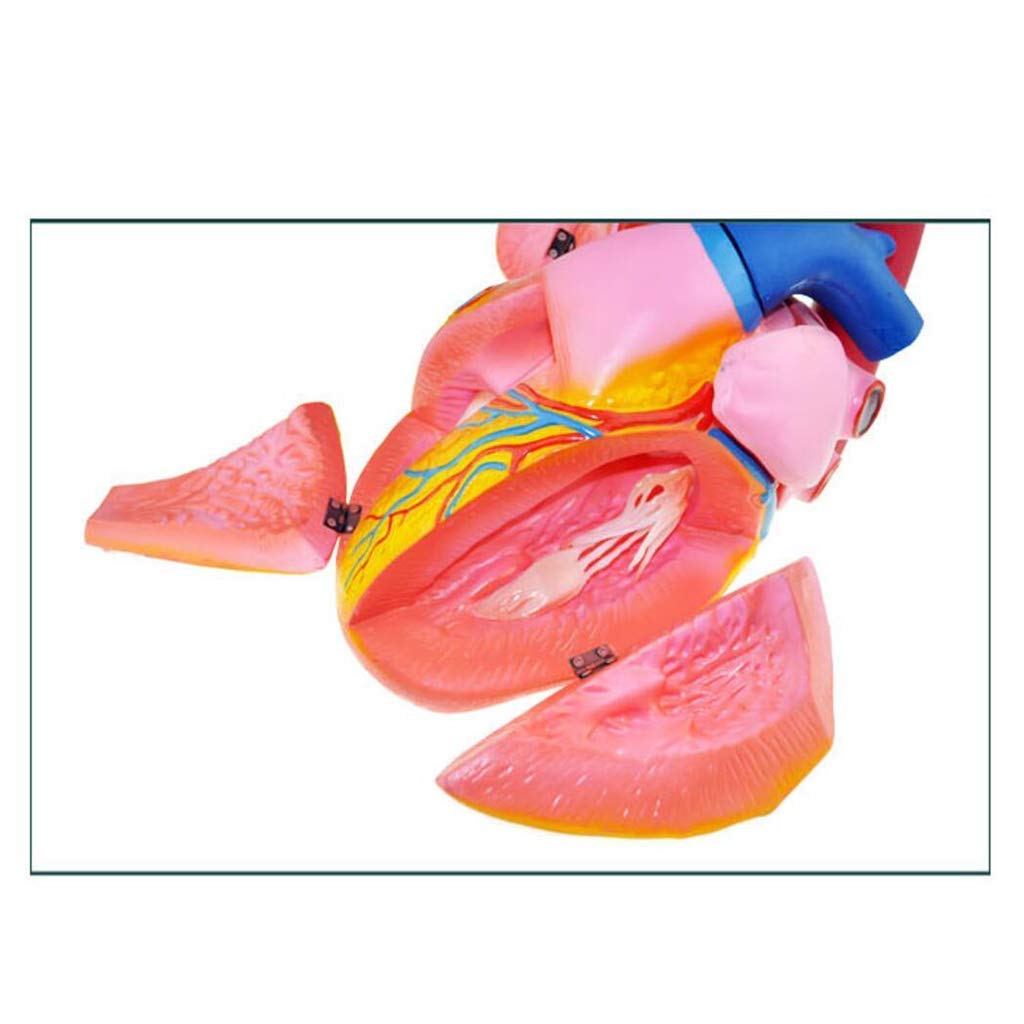 Modello anatomico Modello Cardiaco con ingrandimento 5 X - Modello anatomico di Organo Umano Modello Cardiaco Materiale PVC Modello Umano anatomico scientifico