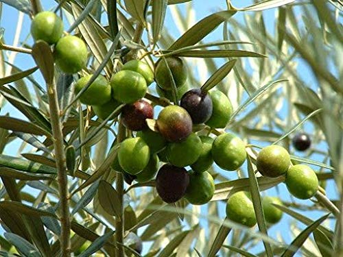 70 Piezas de Aceituna