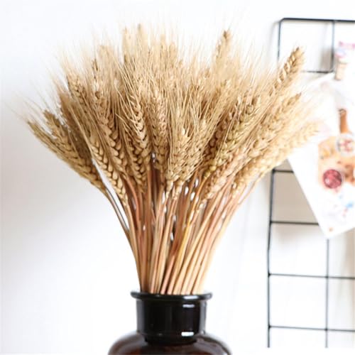 100Pcs Natural Dried Wheat Sheaves, Dried Wheat Stalks,Dried Wheat Grass, Natural Ear of Wheat Grain Flowers for Home Dining Table Arrangement DI Y Flower Art Wedding Decoration,55cm