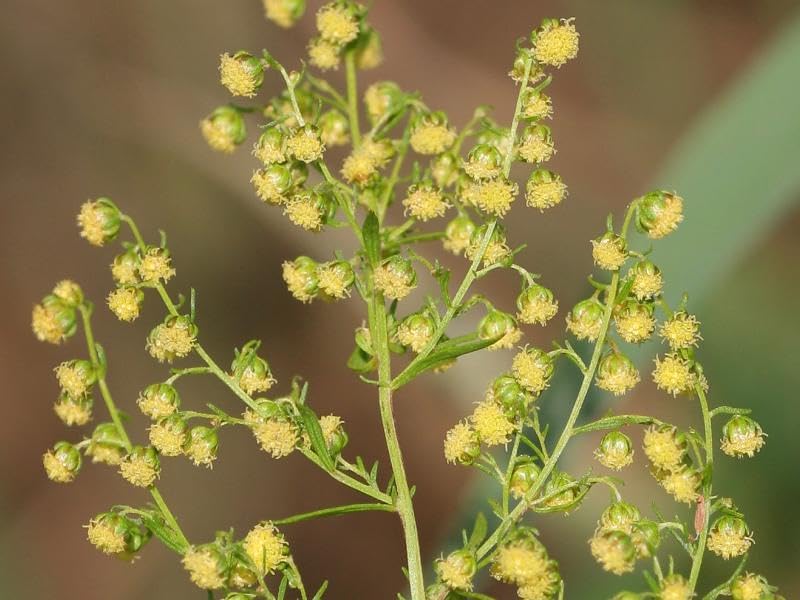 Artemisia annua 100 Seeds – Sweet Wormwood – Annual Medicinal Aromatic Herb