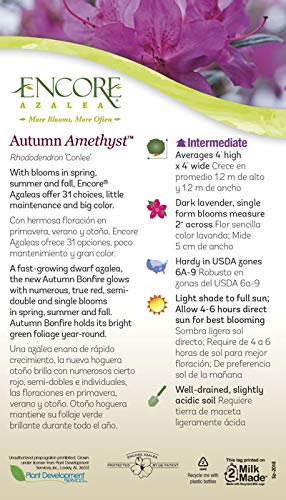 Autumn Amethyst Encore Azalea (2 Gallon) - Purple, Pink Flowering Shrub - Reblooming Rhododendron Plants #TOP3