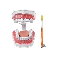 Vista 9 de Modelo de 28 dientes Typodont desmontables, modelo de dientes dentales modelo de enseñanza con goma suave para practicar y estudiar, con un