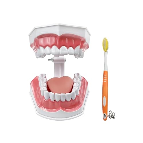 Miniatura 8 de 2 modelos de dientes estándar, modelo dental para adultos, modelo estándar de demostración de Typodont para niños, enseñanza dental, pantalla