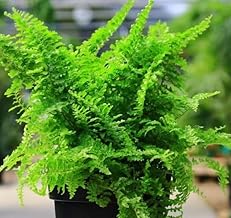 The Four Seasons Fluffy Ruffle Fern | Sword Fern | Nephrolepis Exaltata | Rare Natural Live Plant in Pot