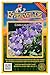 Everwilde Farms - 50 Corsican Violet Wildflower Seeds - Gold Vault Jumbo Seed Packet