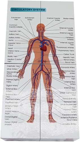 Miniatura 4 de kaitnax Juego de pósteres anatómicos humanos, cubo de estudio de anatomía, herramienta de aprendizaje para estudiantes de medicina, juego de tablas