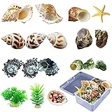 Lxiyu Hermit Crab Shell 18PCS Large, Medium and Small Natural Growth Turbine Shell 0.6-1.6 Inch...