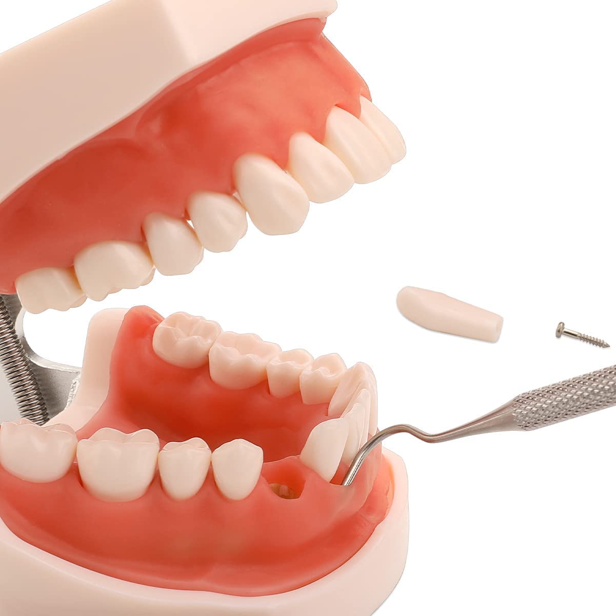 Model Edukacyjny, Model Dentystyczny, Model Dentystyczny, Model Demonstracyjny Zębów Dla Dorosłych, Narzędzia Do Nauki Zębów, Z 28 Wyjmowanymi Zębami