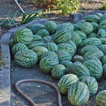 Homely Bonsai Seeds 25 of Klondike Striped Watermelon - Citrullus Lanatus