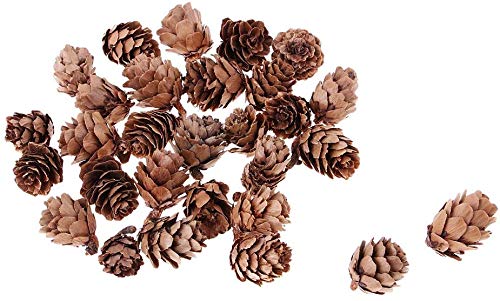 Tenlacum Lot de 30 petites pommes de pin naturelles séchées pour décoration de sapin de Noël, vases, bols, travaux manuels ou travaux manuels