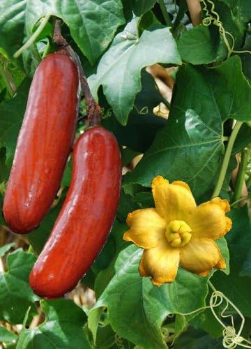 Miniatura 7 de 1074-Cassabanana Vine (Sicana Odorifera) Semillas de Robsrareandgiantseeds UPC0764425786535 Sin OGM, orgánico, USA Grower,1074 Paquete de 5 semillas