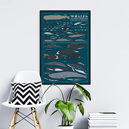 Pop Chart | Visual Compendium Of Whales, Dolphins, And Porpoises | Large 24" X 36" Art Poster | Nature & Sea Wall Decor | 100% Made In Usa #TOP5