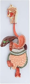 Amazon Co Jp 人間の消化器系モデル 半等身大の消化器系は開いた臓器を表示し 消化管と結腸を含みます 産業 研究開発用品