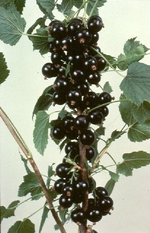 BLACK CURRANT BLACK CURRANT