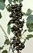 BLACK CURRANT "Makes delicious Jams, Jelly, Wine or Brandy 20-Perennial Seeds